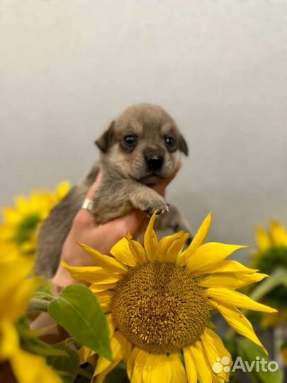 Щенки дворняжки мальчики в добрые руки