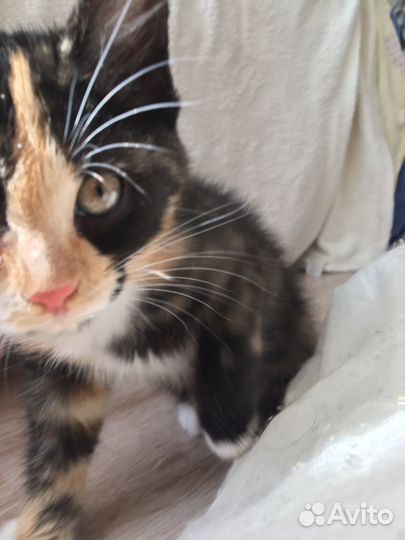 Кошки в добрые руки