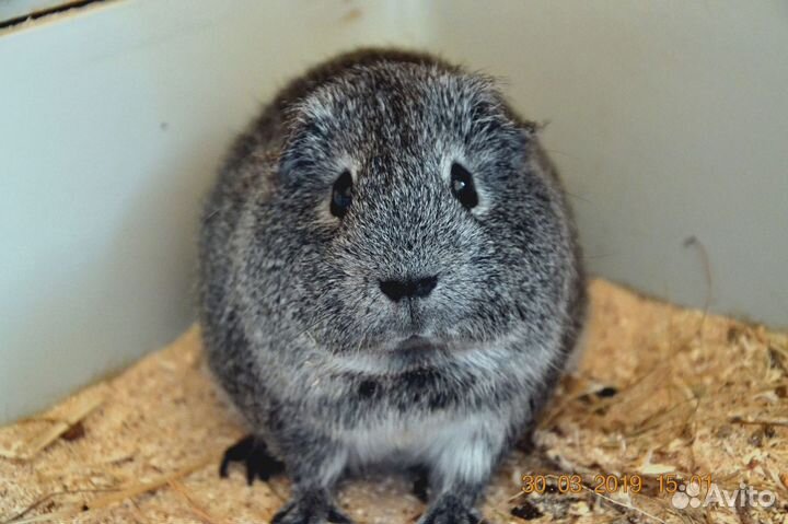 Морские свинки