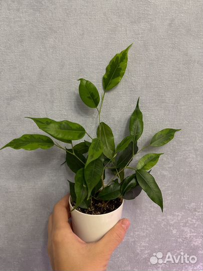 Фикус бенджамина Анастасия