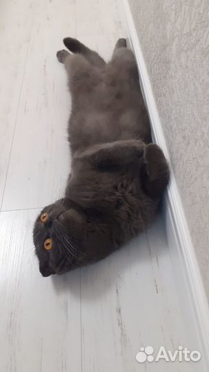 Кот вислоухий в добрые руки