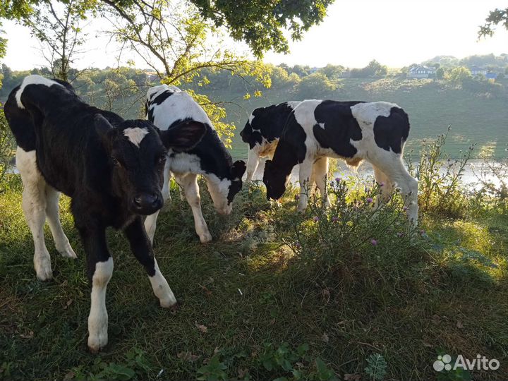 Телята Элитные