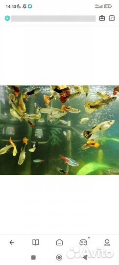 Мальки сомиков-прилипал, гуппи