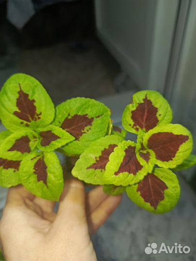 Колеусы вегетативные черенки