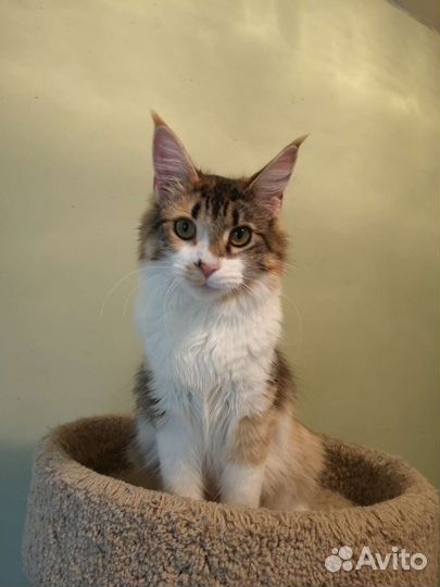 Счастье в дар