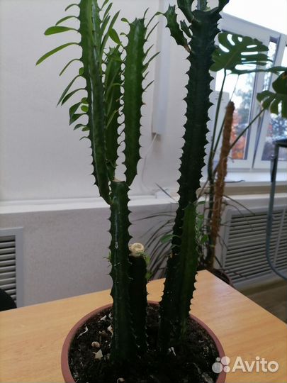 Молочай трехгранный