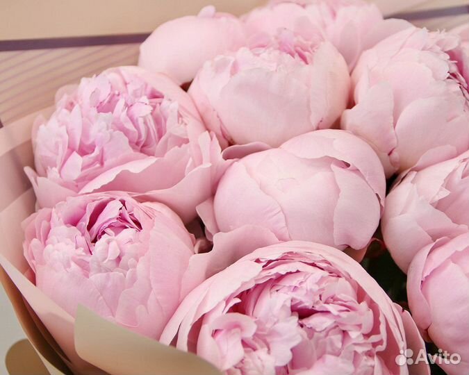 Букет пионов, пионы 9,15,25,101