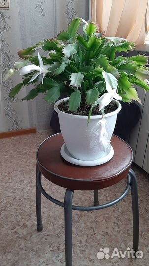 Цветок декабрист