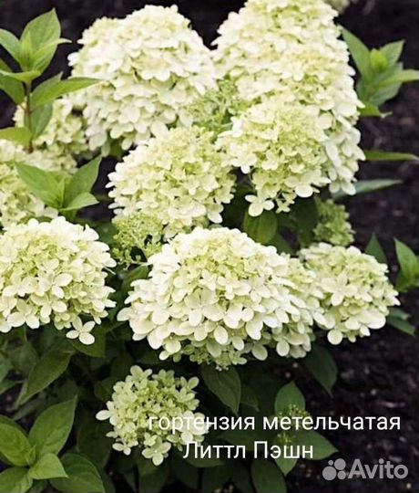Гортензия метельчатая