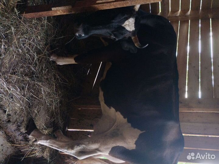 Продам корову и поросят