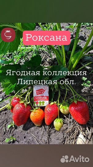 Саженцы (рассада) клубники