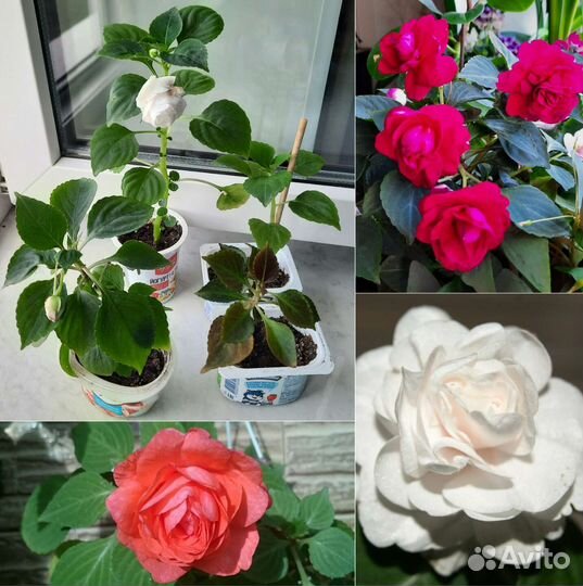 Комнатные цветы продажа/обмен