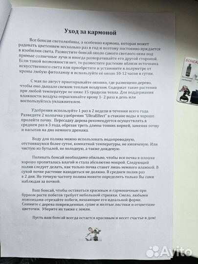Дерево бонсай живое