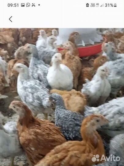 Куры цветной бройлер