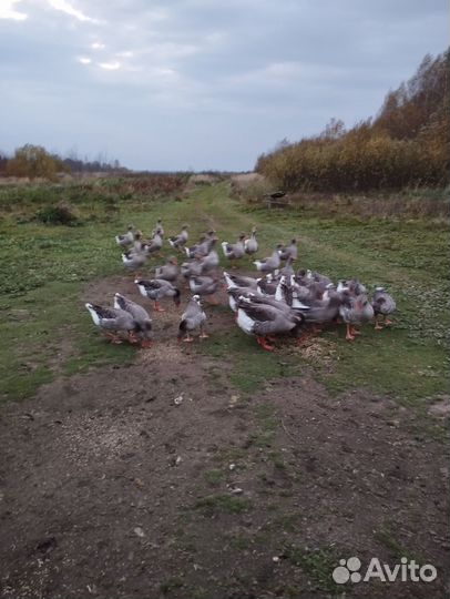 Крупные серые гуси молодые