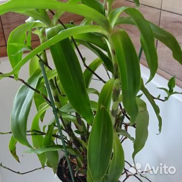 Черенки укорененные-Золотойус - лечебный