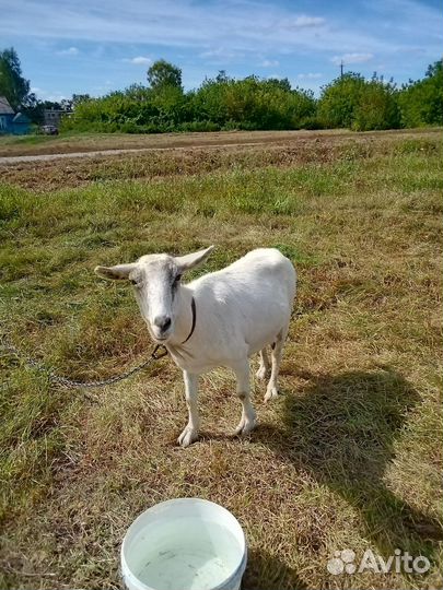 Козы: Зааненская, Альпийская