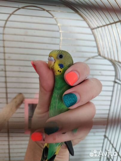 Волнистый попугай ручной
