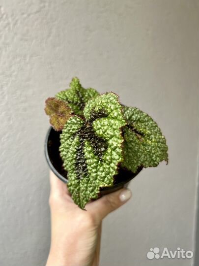 Сортовые бегонии