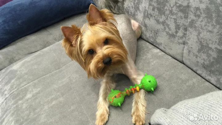 Йоркширский терьер вязка