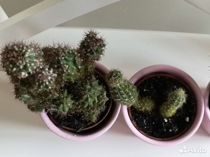 Кактусы в горшках IKEA