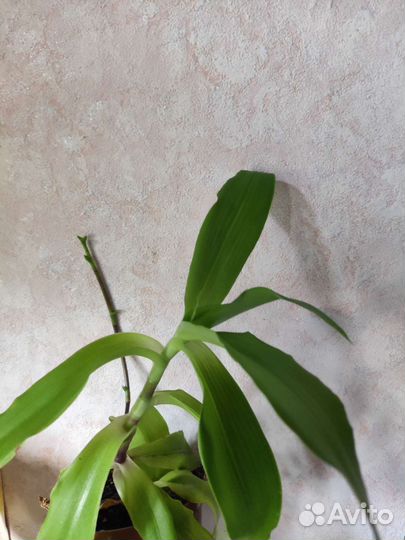 Каланхоэ лечебное, герань душистая, золотой ус