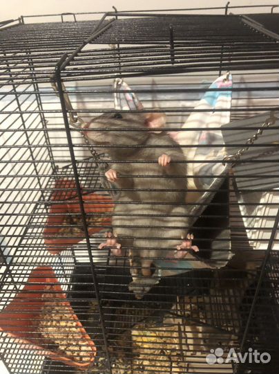 Крыса дамбо