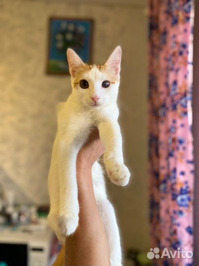 Кот в добрые руки