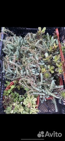 Суккуленты в кашпо