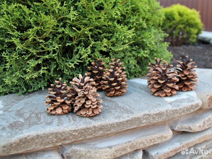 Шишки разных размеров