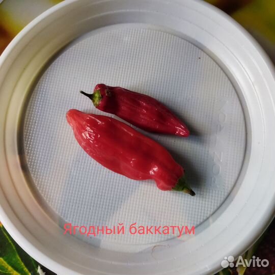 Семена сладкого перца