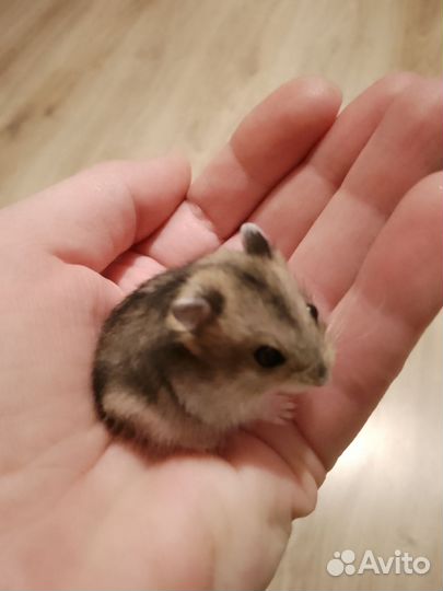 Джунгарский хомяк