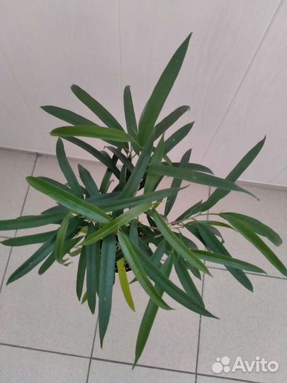 Фикус Биннендийка Али