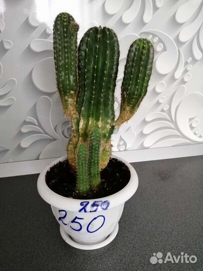 Кактусы, фикус