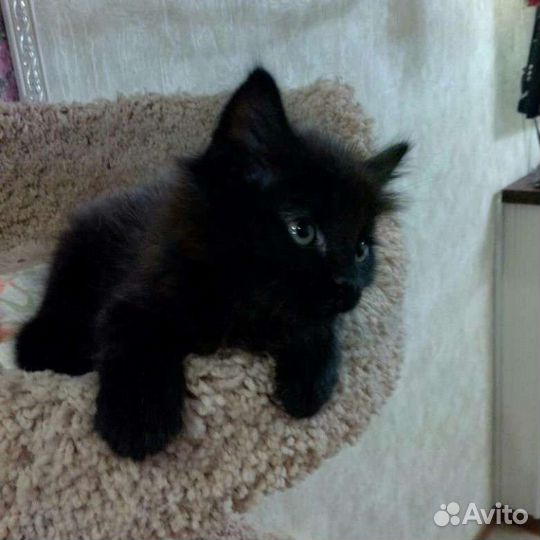 Черные сибирские