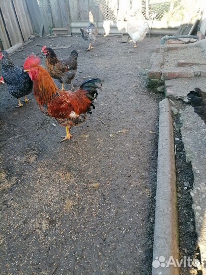 Молодые петухи