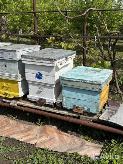 Продам ульи для пчел
