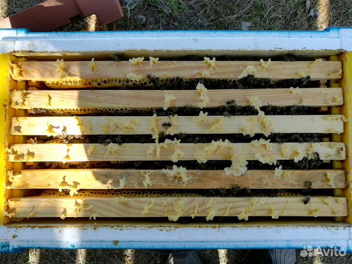 Пчелопакеты