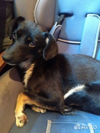 Собачка в добрые руки