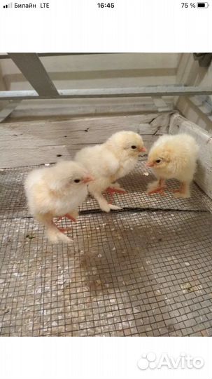 Брама светлая цыплята