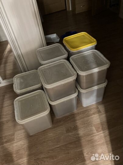 Мед алтайский