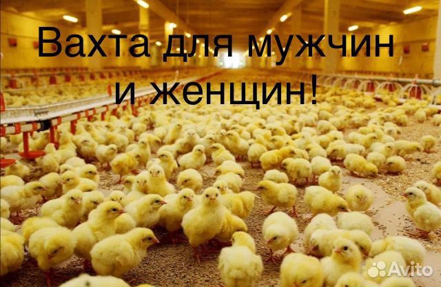 Обработчик птицы, дезинфектор на птицефабрику