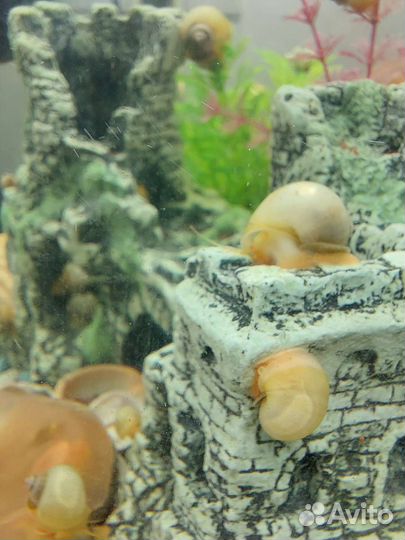 Улитки ампулярии