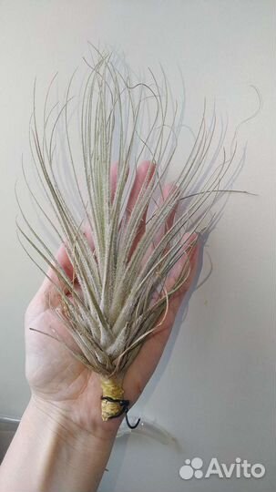 Тилландсия текторум