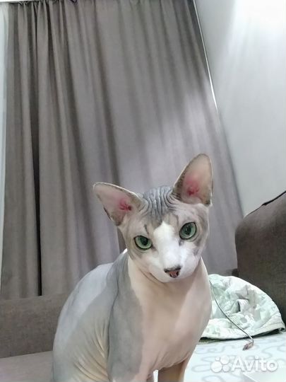 Канадский сфинкс