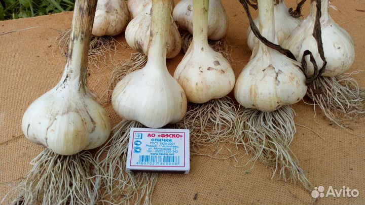 Озимый чеснок крупный урожайный