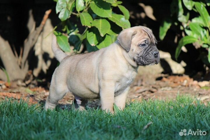 Кане Корсо Римский Воин