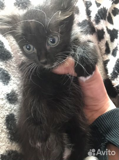 Домашние животные