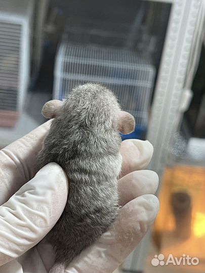 Крысята Дамбо Рекс