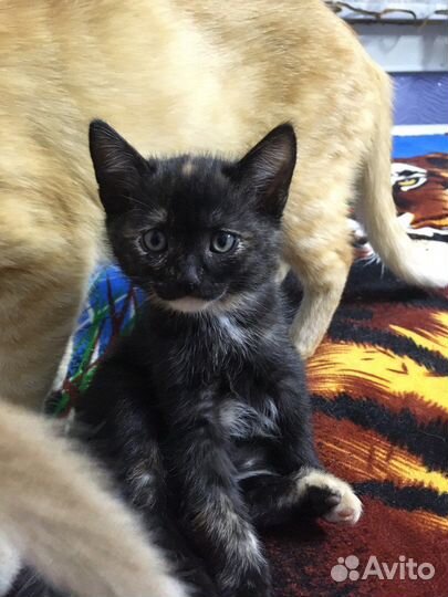 Котята в добрые руки бесплатно